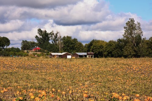 Pumpkin patch at the Afton Apple Orchard